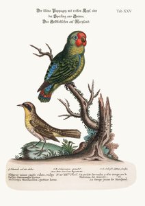 Le petit perroquet à tête rouge ou moineau de Guinée et la paruline du Maryland, 1749-73